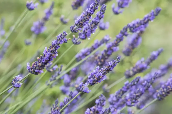 Framed Print : Washington State, Bellevue. Lavender