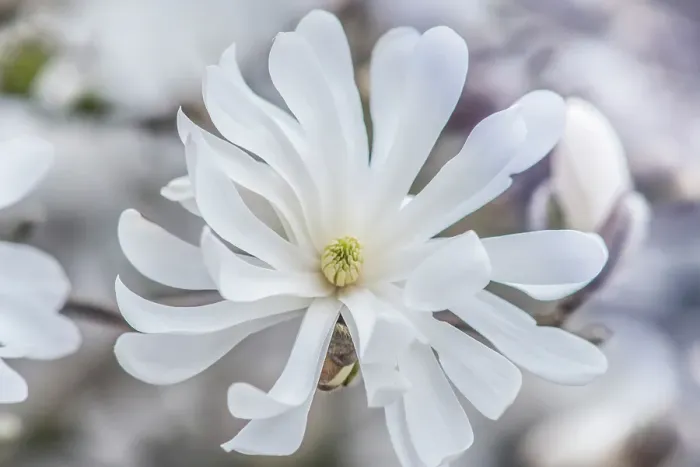 Framed Print : Washington State, Bellevue. Star Magnolia Framed Print : Washington State, Bellevue. Star Magnolia