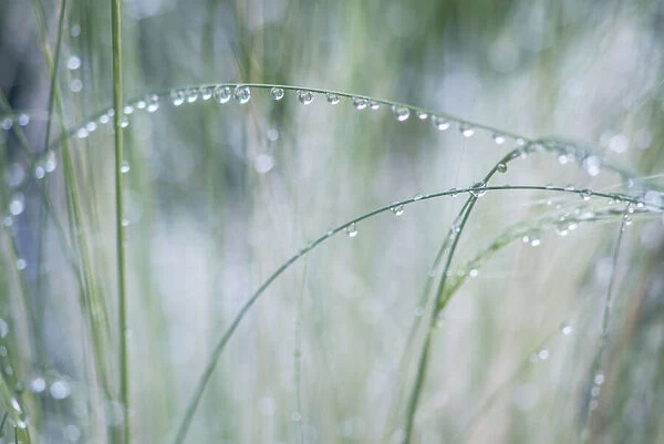Washington State, Bellevue. Water Drops on Grass
