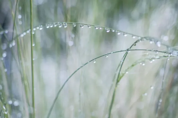 Framed Print : Washington State, Bellevue. Water Drops on Grass