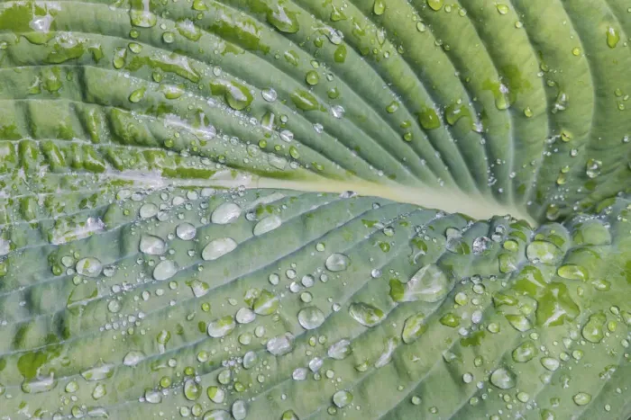 Framed Print : Washington State, Bellevue. Water drops on hosta
