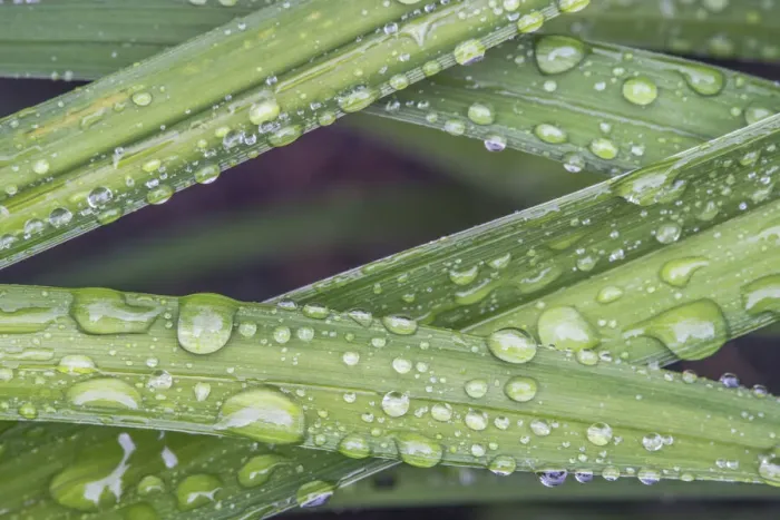 Framed Print : Washington State, Bellevue. Water Drops on leaves