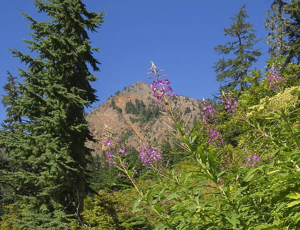 Washington State, Central Cascades, Fireweed and Red Mountain