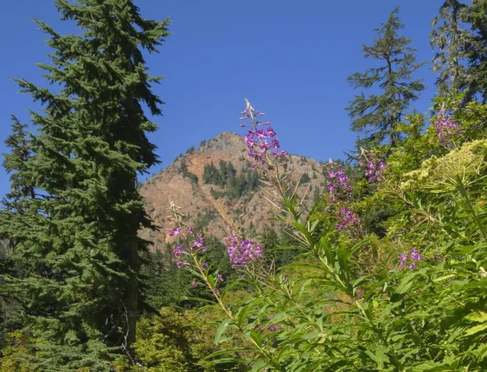 Framed Print : Washington State, Central Cascades, Fireweed and Red Mountain