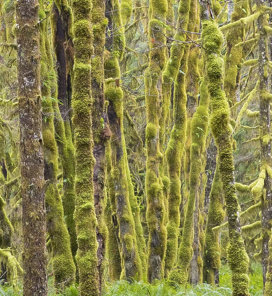 Washington State, Central Cascades, Moss covered Red Alder forest