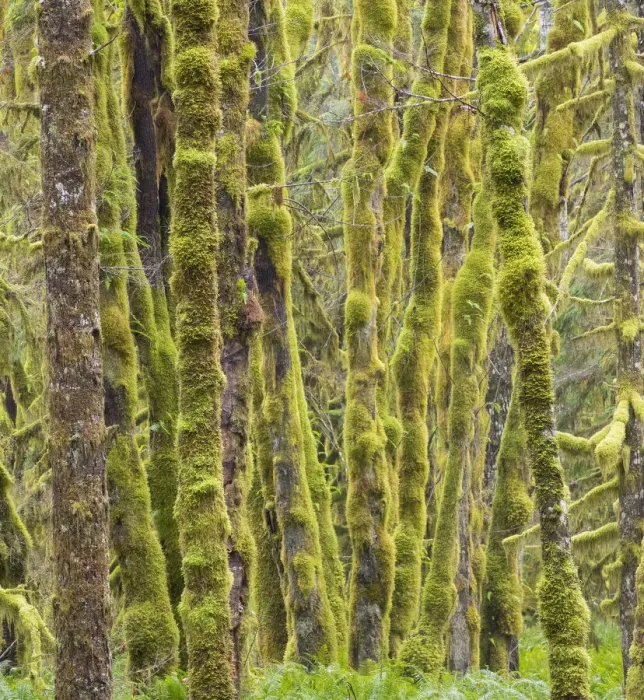 Framed Print : Washington State, Central Cascades, Moss covered Red Alder forest Framed Print : Washington State, Central Cascades, Moss covered Red Alder forest