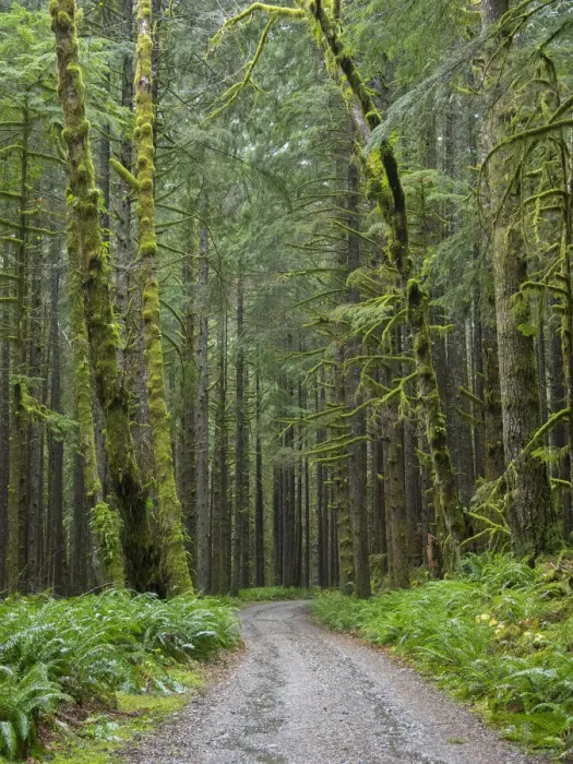 Framed Print : Washington State, Central Cascades, Forest Road 5620, Moss covered Red Alder forest Framed Print : Washington State, Central Cascades, Forest Road 5620, Moss covered Red Alder forest