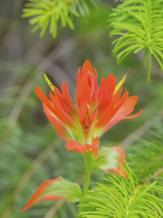 Framed Print : Washington State, Central Cascades, Magenta Paintbrush Framed Print : Washington State, Central Cascades, Magenta Paintbrush