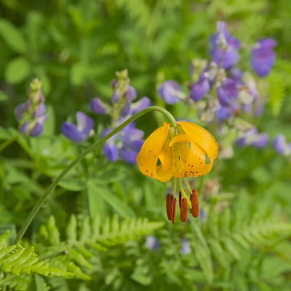 Washington State, Central Cascades, Columbia Tiger Lily and Subalpine Lupine