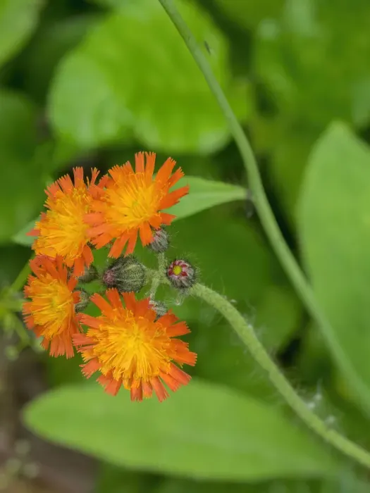 Framed Print : Washington State, Central Cascades, Orange Hawkweed (Hieracium aurantiacum) Framed Print : Washington State, Central Cascades, Orange Hawkweed (Hieracium aurantiacum)