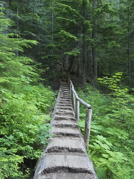 Washington State, Central Cascades, Old Fir tree bridge, on trail to Annette Lake