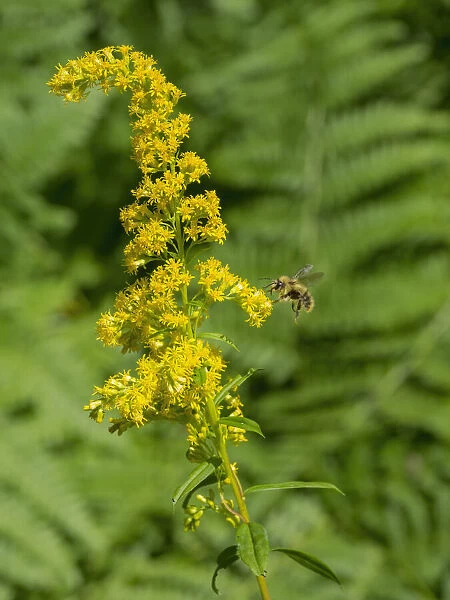 Washington State, Central Cascades, Canada Goldenrod and Bumble Bee