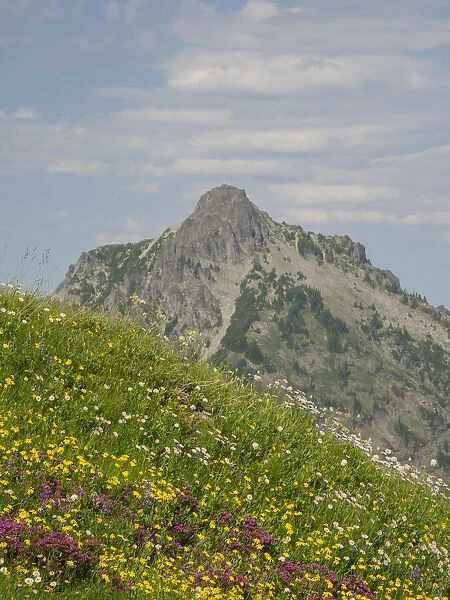 Washington State, Central Cascades, Rampart Ridge, Alta Mountain and wildflowers