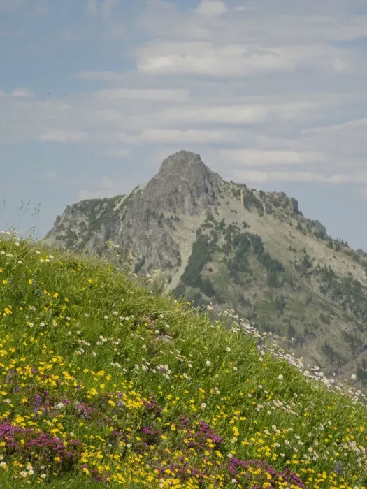 Framed Print : Washington State, Central Cascades, Rampart Ridge, Alta Mountain and wildflowers Framed Print : Washington State, Central Cascades, Rampart Ridge, Alta Mountain and wildflowers