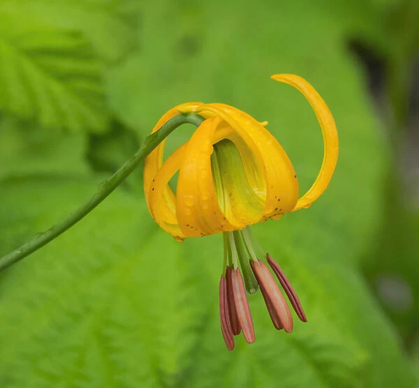 Washington State, Central Cascades, Columbia Tiger Lily wildflower