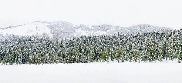 Washington State, Central Cascades. Winter at frozen Olallie Lake
