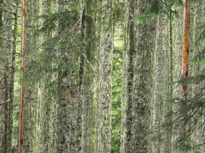 Framed Print : Washington State, Central Cascades. Moss and lichen covered tree trunks Framed Print : Washington State, Central Cascades. Moss and lichen covered tree trunks