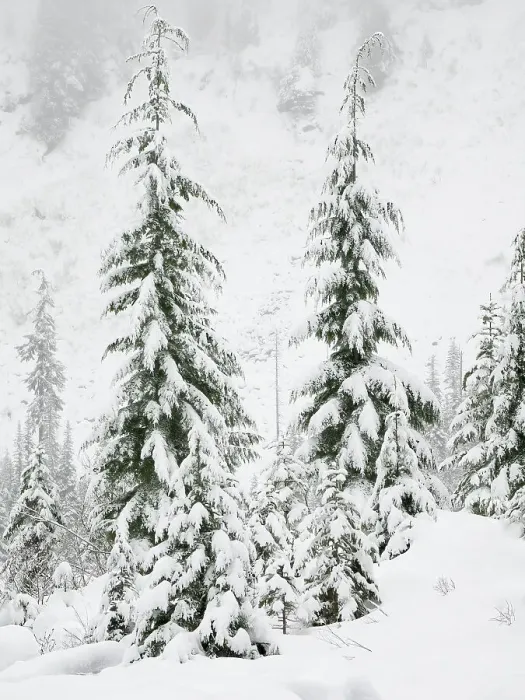 Framed Print : Washington State, Central Cascades. Snow covered fir trees Framed Print : Washington State, Central Cascades. Snow covered fir trees