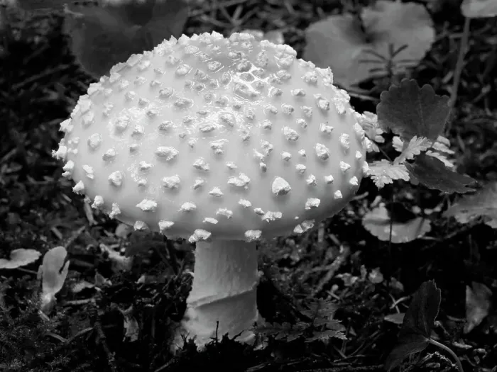 Framed Print : Washington State, Central Cascades. Amamita muscaria mushroom