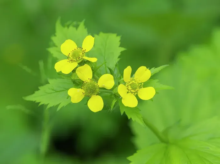 Framed Print : Washington State, Central Cascades. Common cinquefoil with new yellow flowers, close-up Framed Print : Washington State, Central Cascades. Common cinquefoil with new yellow flowers, close-up