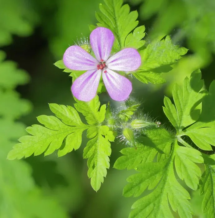 Framed Print : Washington State, Central Cascades. Close-up of wild geranium purple flower and delicate green leaves Framed Print : Washington State, Central Cascades. Close-up of wild geranium purple flower and delicate green leaves