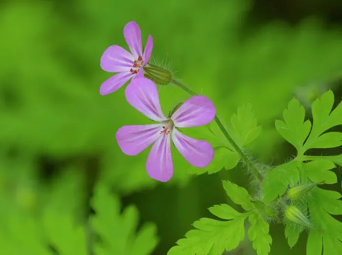 Framed Print : Washington State, Central Cascades. Close-up of wild geranium purple flower and delicate green leaves
