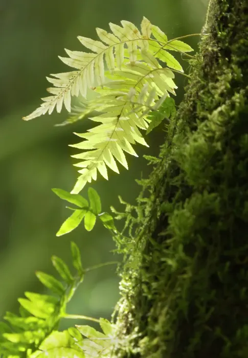 Framed Print : Washington State, Central Cascades. Close-up of delicate ferns and moss Framed Print : Washington State, Central Cascades. Close-up of delicate ferns and moss