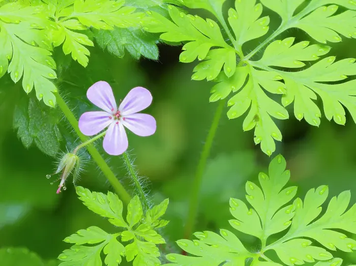 Framed Print : Washington State, Central Cascades. Close-up of wild geranium purple flower and delicate green leaves