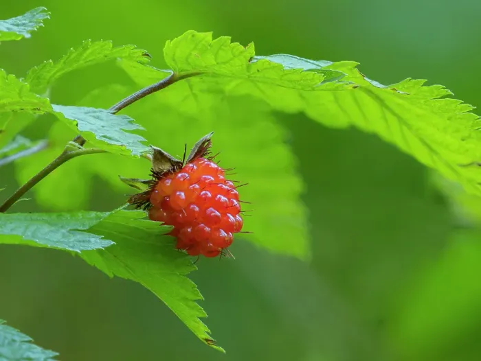 Framed Print : Washington State, Central Cascades. Edible and delicious red salmonberry fruit with leaves close-up