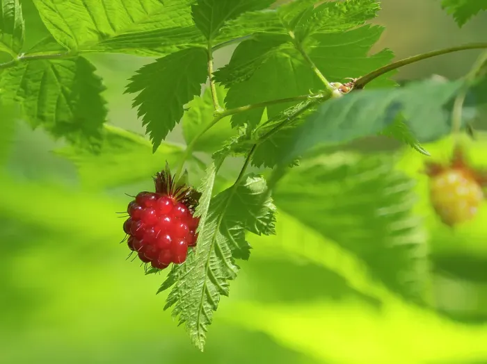 Framed Print : Washington State, Central Cascades. Edible and delicious red salmonberry fruit with leaves close-up