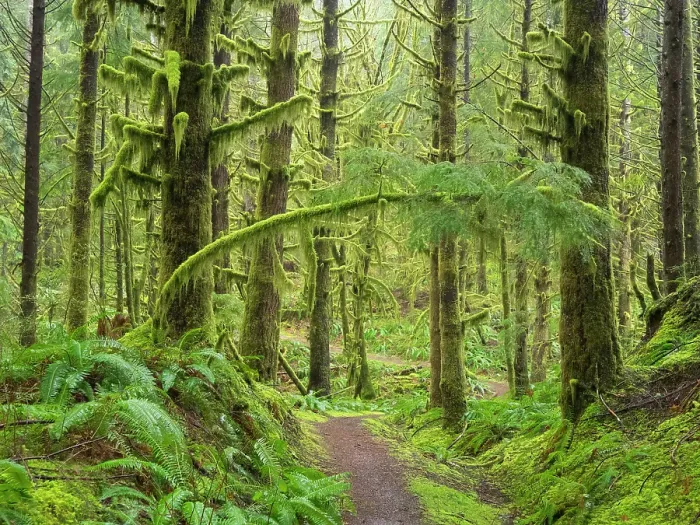 Framed Print : Washington State, Central Cascades. Mount Baker Snoqualmie National Forest, Forest trail with lush moss and fern understory Framed Print : Washington State, Central Cascades. Mount Baker Snoqualmie National Forest, Forest trail with lush moss and fern understory