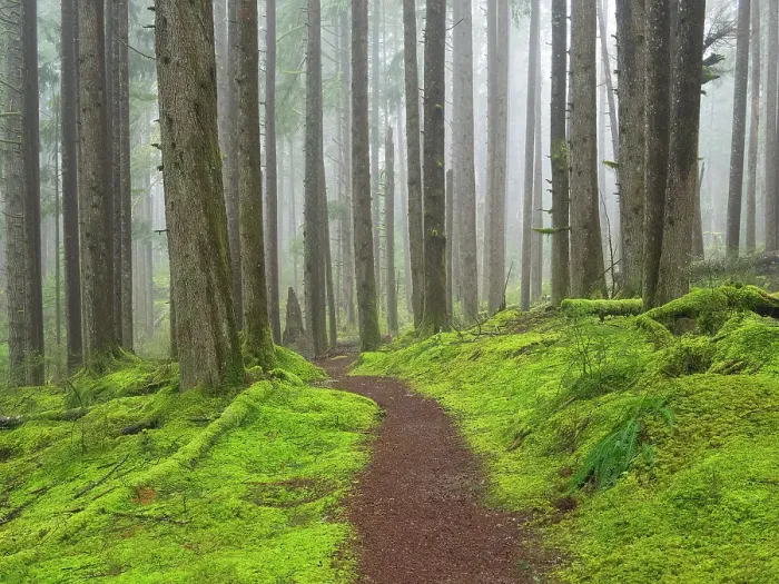 Framed Print : Washington State, Central Cascades. Mount Baker Snoqualmie National Forest, Forest trail with lush moss understory Framed Print : Washington State, Central Cascades. Mount Baker Snoqualmie National Forest, Forest trail with lush moss understory