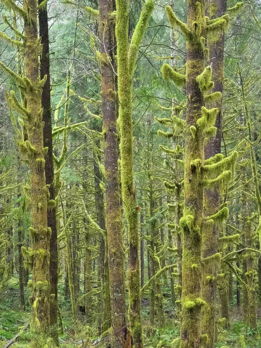 Framed Print : Washington State, Central Cascades. Mount Baker Snoqualmie National Forest, Moss covered Red Alder forest Framed Print : Washington State, Central Cascades. Mount Baker Snoqualmie National Forest, Moss covered Red Alder forest