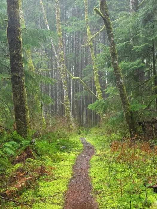 Framed Print : Washington State, Central Cascades. Mount Baker Snoqualmie National Forest, Forest trail with lush moss and fern understory Framed Print : Washington State, Central Cascades. Mount Baker Snoqualmie National Forest, Forest trail with lush moss and fern understory