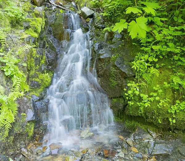 Washington State, Central Cascades, Waterfall, on trail to Annette Lake