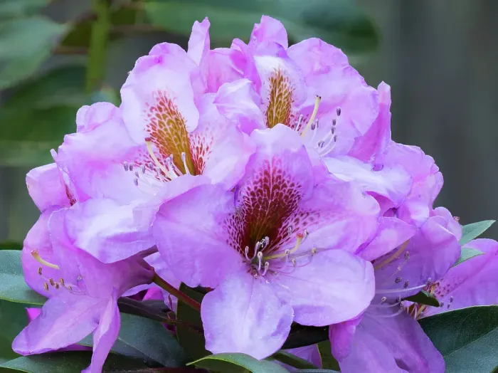 Framed Print : Washington State. Close-up of grouping of pink rhododendron flowers Framed Print : Washington State. Close-up of grouping of pink rhododendron flowers