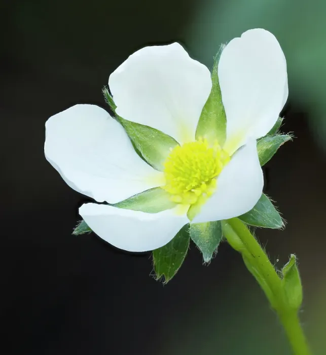 Framed Print : Washington State. Close-up of white strawberry blossom with yellow center disc Framed Print : Washington State. Close-up of white strawberry blossom with yellow center disc