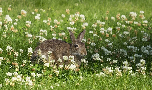 Washington State. Eastern cottontail sitting in clover