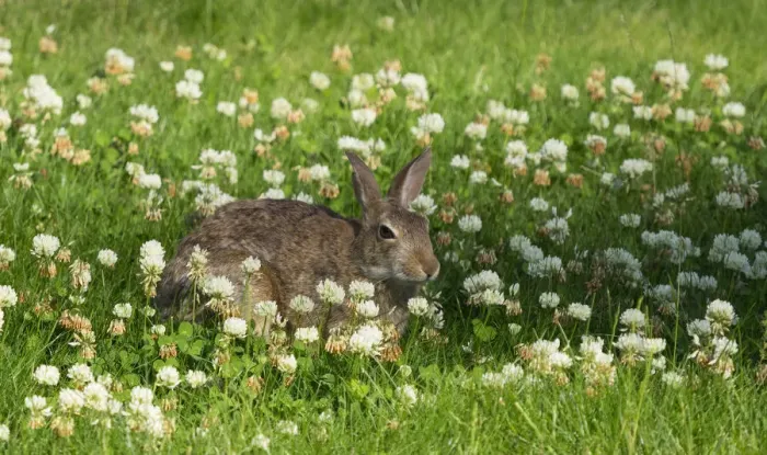 Framed Print : Washington State. Eastern cottontail sitting in clover Framed Print : Washington State. Eastern cottontail sitting in clover