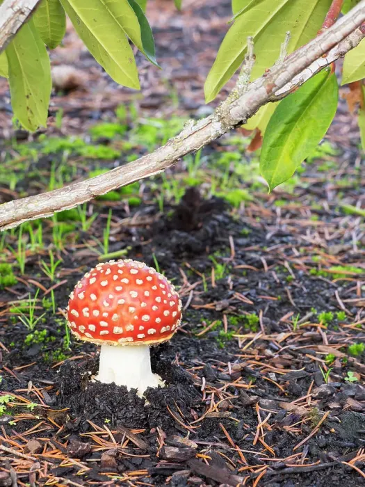 Framed Print : Washington State, Fly agaric mushroom Framed Print : Washington State, Fly agaric mushroom