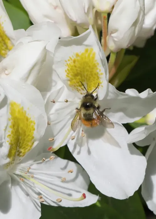 Framed Print : Washington State. Fuzzy-horned bumblebee gathering pollen from a white rhododendron blossom Framed Print : Washington State. Fuzzy-horned bumblebee gathering pollen from a white rhododendron blossom