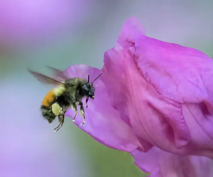 Framed Print : Washington State. Fuzzy-horned bumblebee in-flight approaching a pink rhododendron blossom Framed Print : Washington State. Fuzzy-horned bumblebee in-flight approaching a pink rhododendron blossom