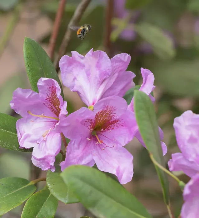Framed Print : Washington State. Fuzzy-horned bumblebee in-flight flying past pink rhododendron blossoms