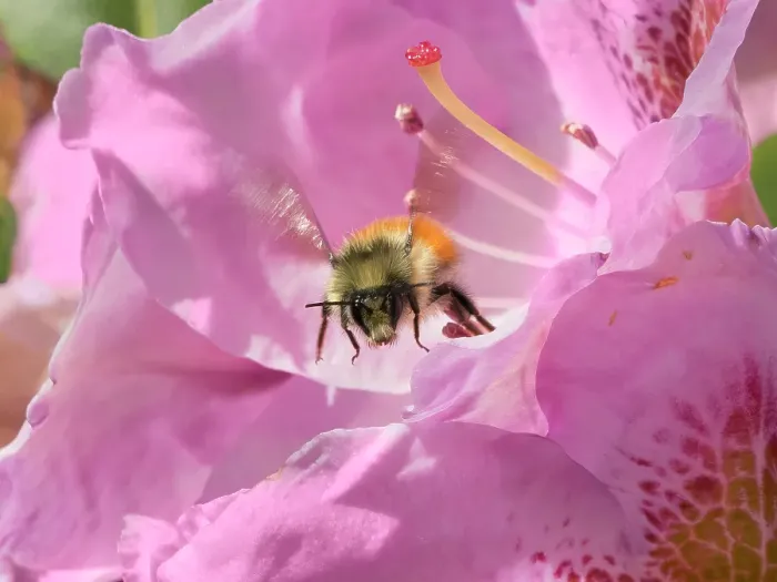 Framed Print : Washington State. Fuzzy-horned bumblebee in-flight leaving a pink rhododendron blossom
