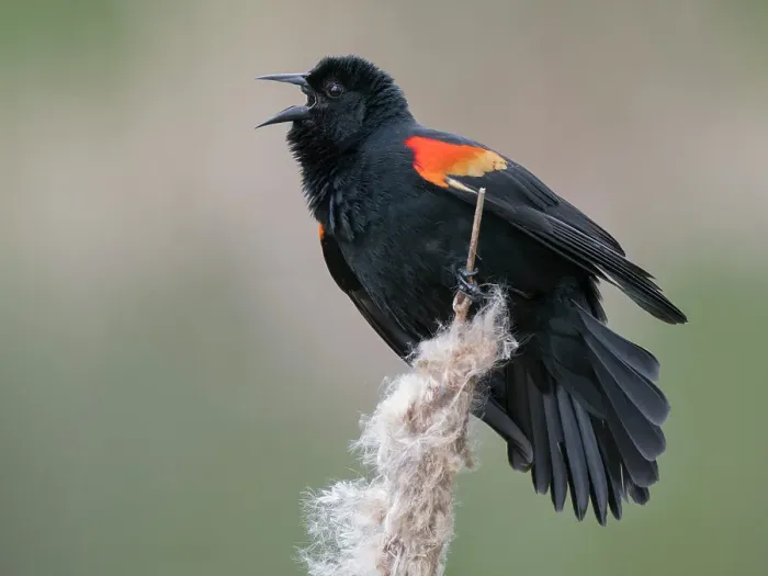 Framed Print : Washington State, Juanita Bay Park. Male red-winged blackbird, on cattail calling out a territorial warning Framed Print : Washington State, Juanita Bay Park. Male red-winged blackbird, on cattail calling out a territorial warning