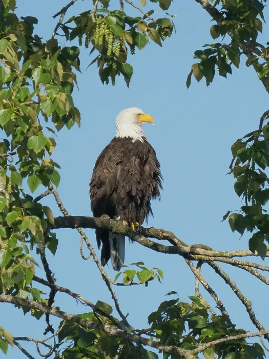 Framed Print : Washington State, Juanita Bay Park. American bald eagle standing on tree limb watching for prey Framed Print : Washington State, Juanita Bay Park. American bald eagle standing on tree limb watching for prey