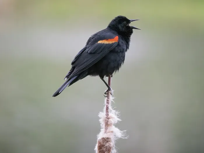 Framed Print : Washington State, Juanita Bay Park. Male red-winged blackbird, on cattail calling out a territorial warning