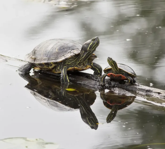 Framed Print : Washington State, Lake Washington. Painted turtles on log