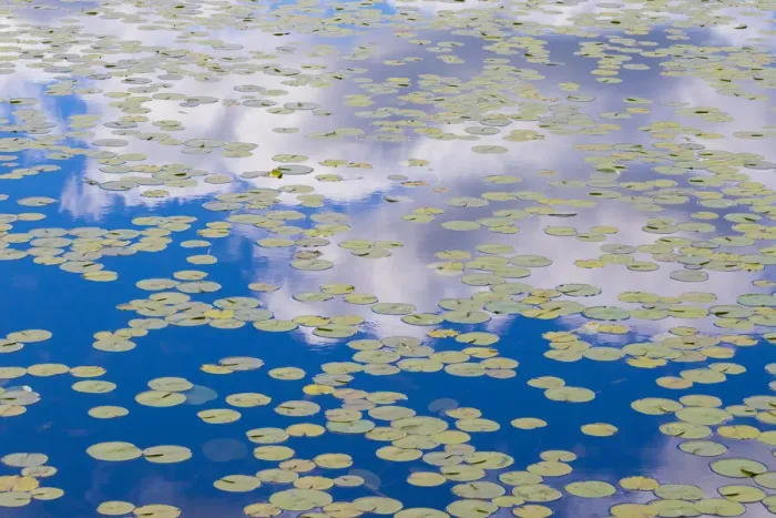 Framed Print : Washington State. Lily pads on pond, with reflected clouds