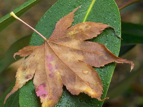 Washington State, Maple Leaf with dew drops